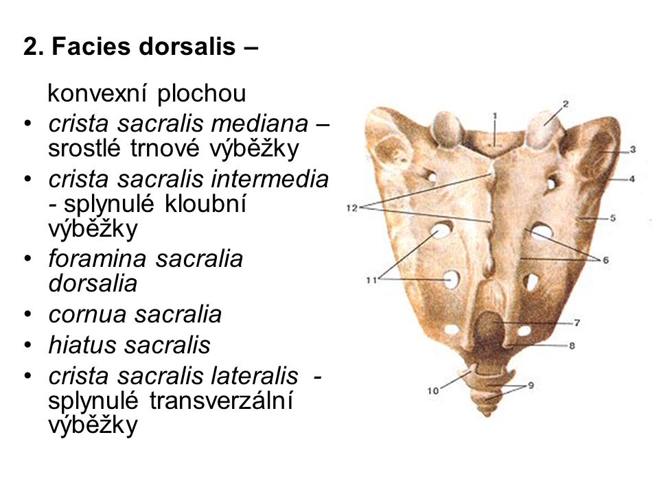 crista sacralis mediana – srostlé trnové výběžky