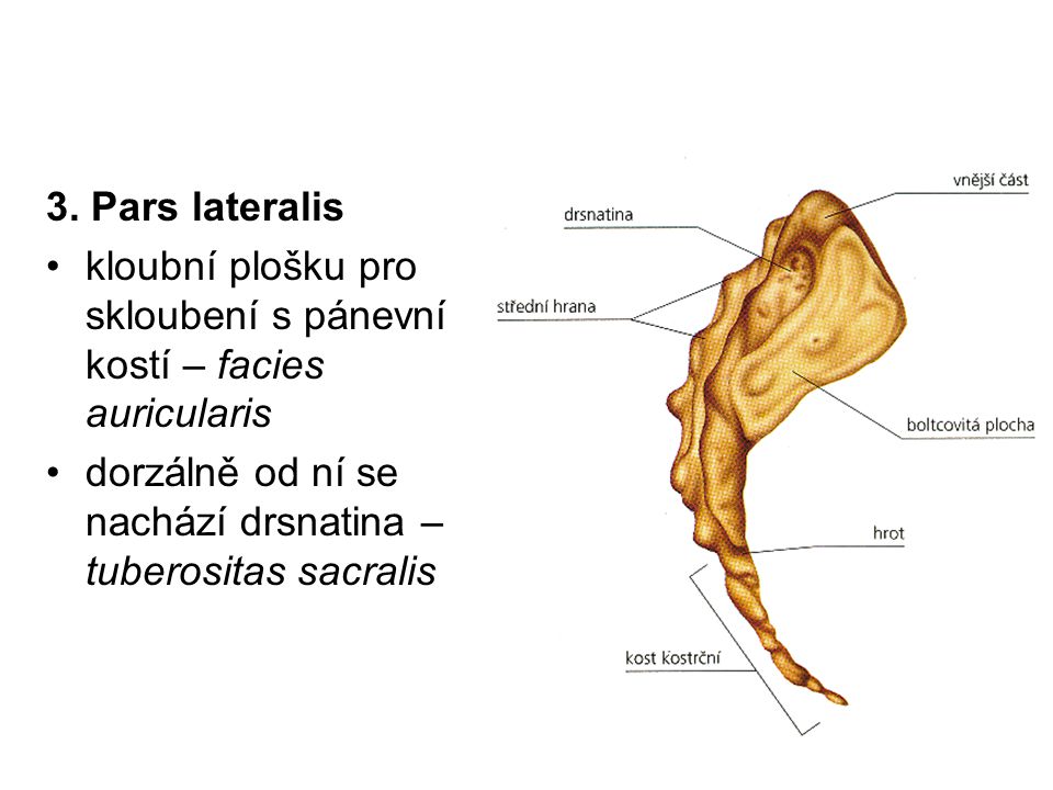 3. Pars lateralis kloubní plošku pro skloubení s pánevní kostí – facies auricularis.