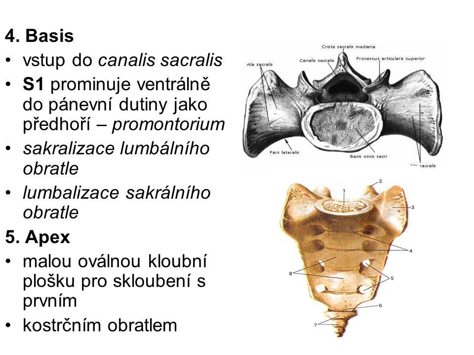 4. Basis vstup do canalis sacralis. S1 prominuje ventrálně do pánevní dutiny jako předhoří – promontorium.