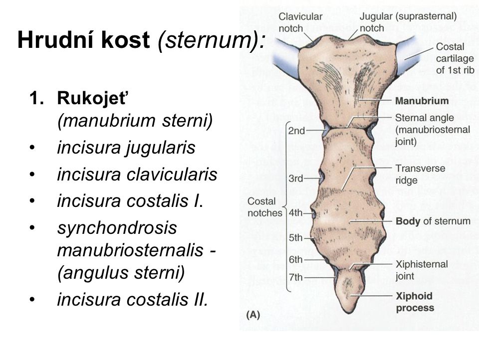 Hrudní kost (sternum):