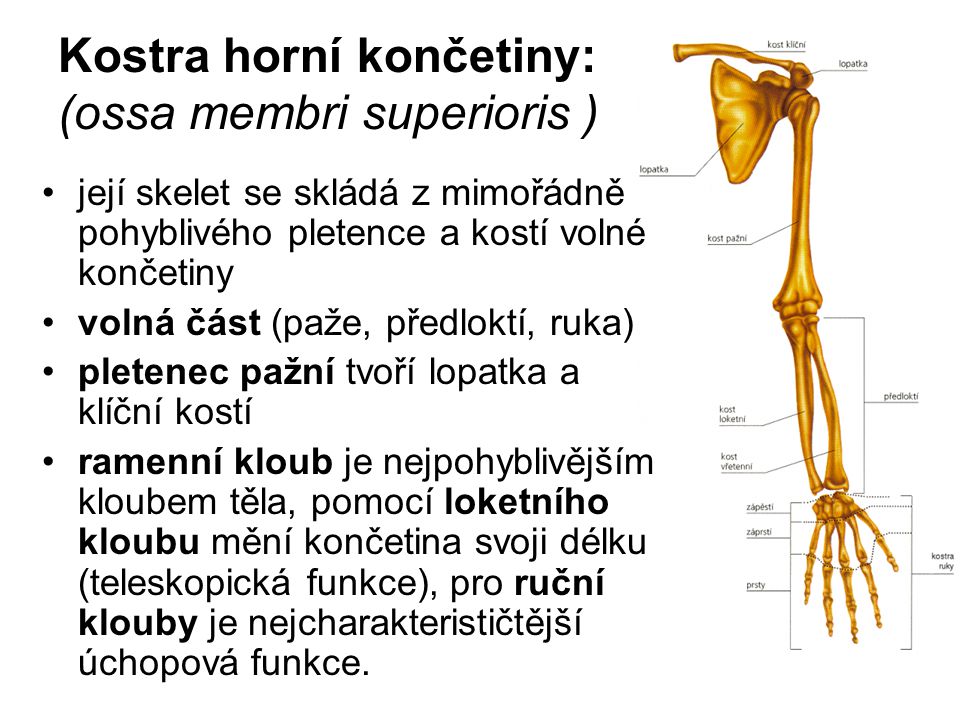 Kostra horní končetiny: (ossa membri superioris )