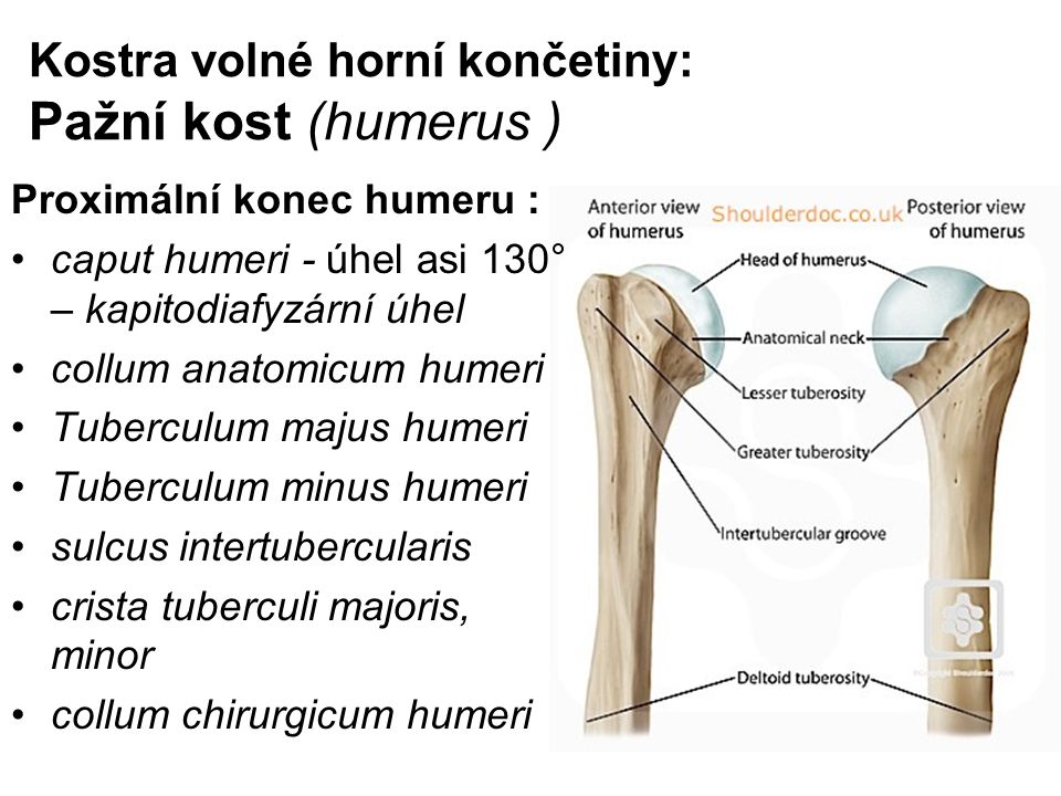 Kostra volné horní končetiny: Pažní kost (humerus )