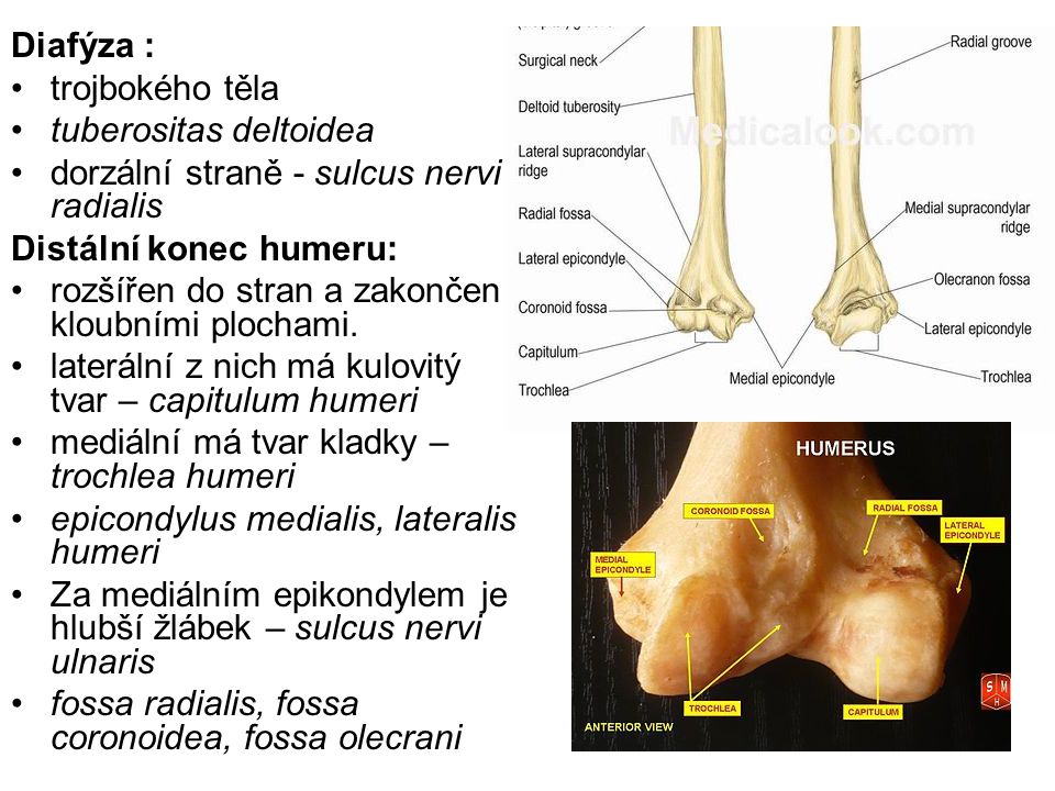 Diafýza : trojbokého těla. tuberositas deltoidea. dorzální straně - sulcus nervi radialis. Distální konec humeru: