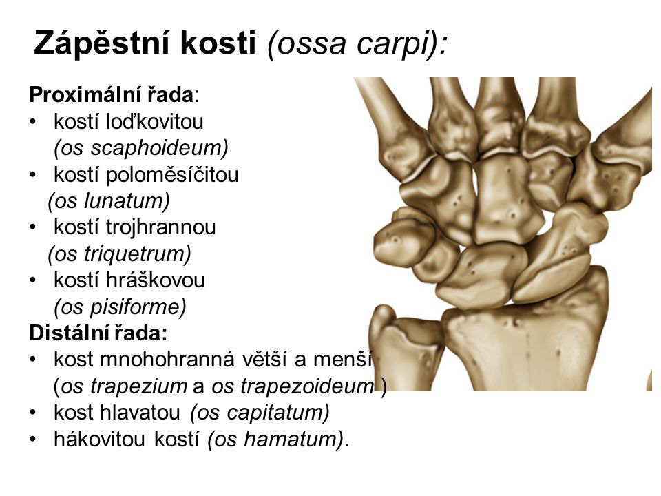 Zápěstní kosti (ossa carpi):