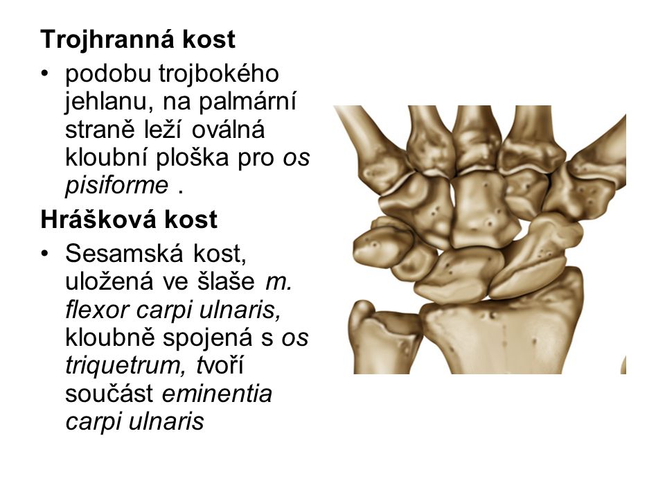 Trojhranná kost podobu trojbokého jehlanu, na palmární straně leží oválná kloubní ploška pro os pisiforme .