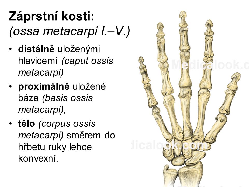 Záprstní kosti: (ossa metacarpi I.–V.)