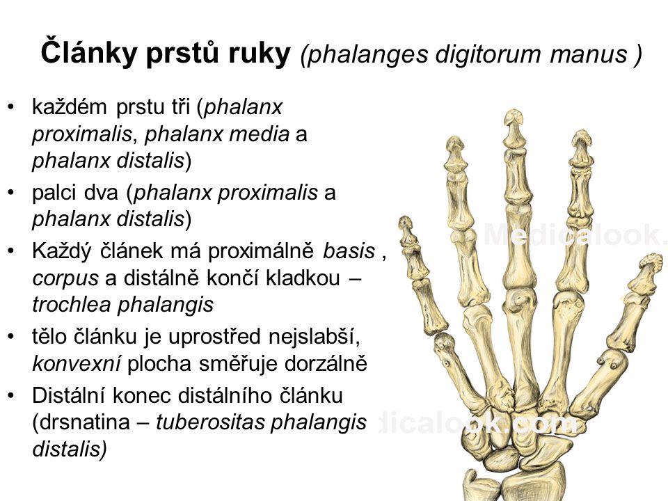Články prstů ruky (phalanges digitorum manus )