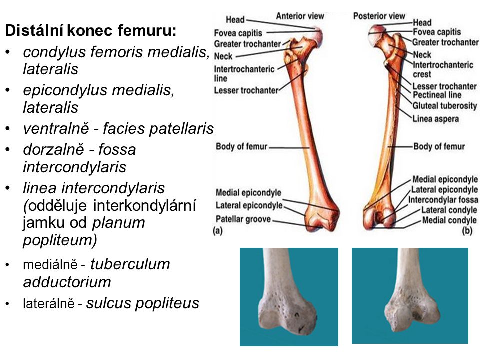 Distální konec femuru: condylus femoris medialis, lateralis