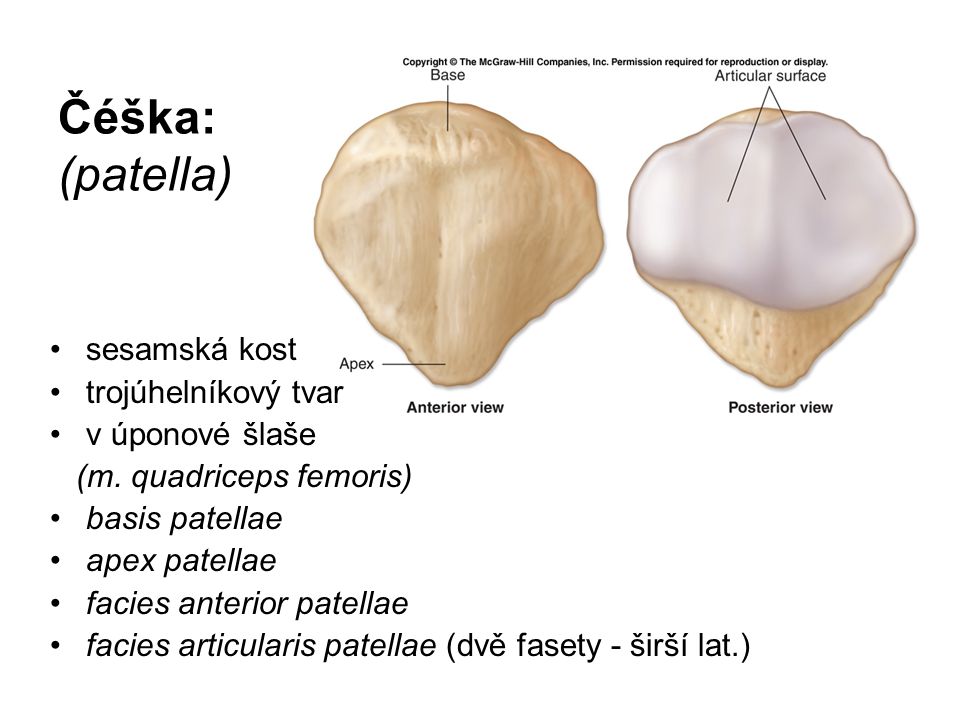 Čéška: (patella) sesamská kost trojúhelníkový tvar v úponové šlaše