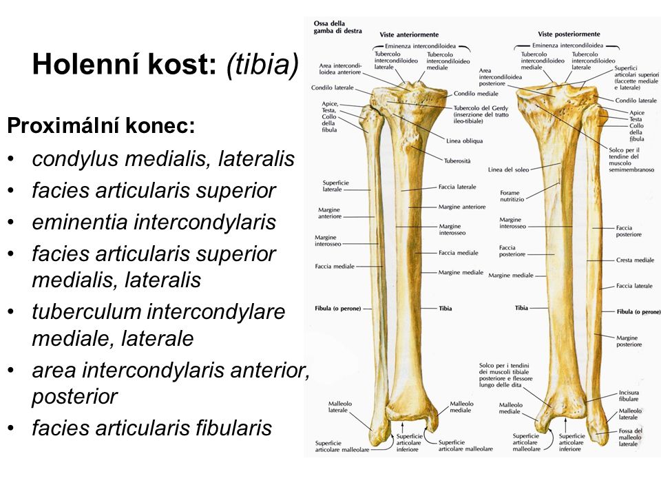 Holenní kost: (tibia) Proximální konec: condylus medialis, lateralis