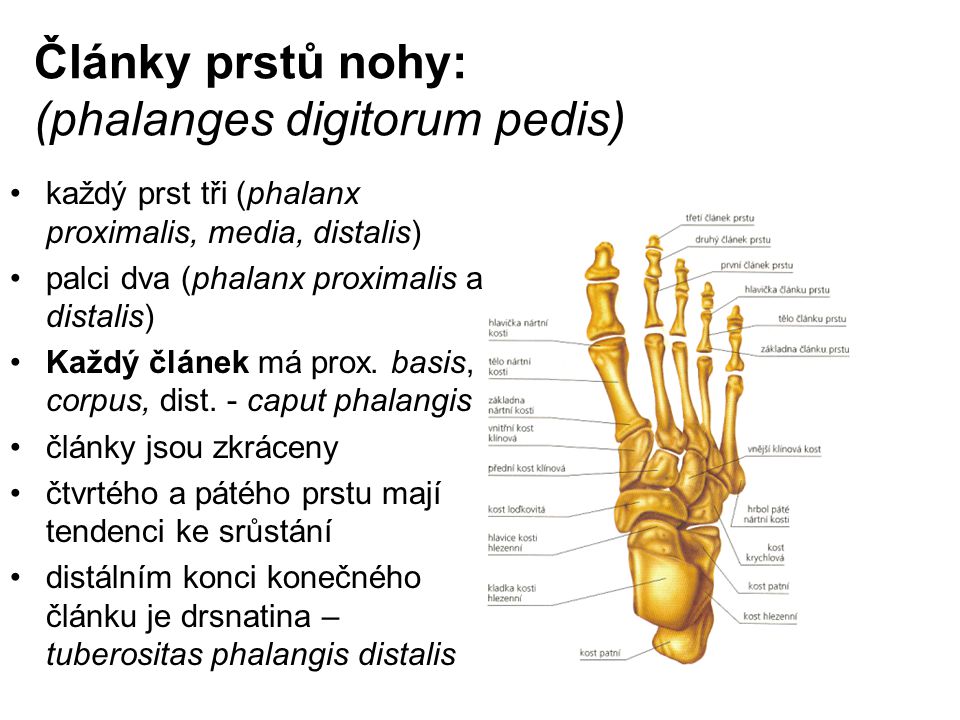 Články prstů nohy: (phalanges digitorum pedis)