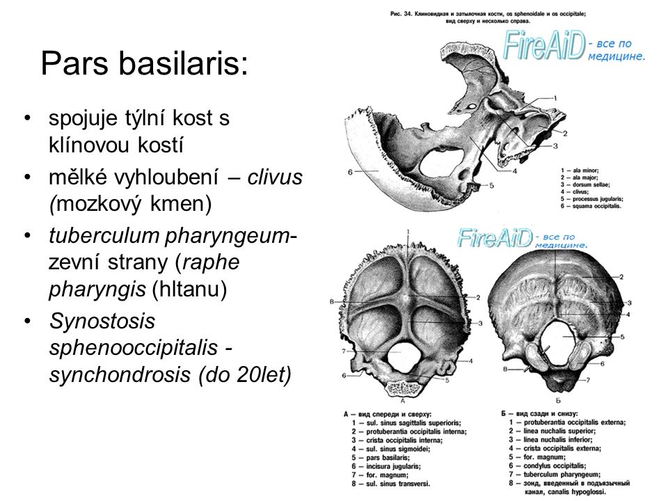 Pars basilaris: spojuje týlní kost s klínovou kostí