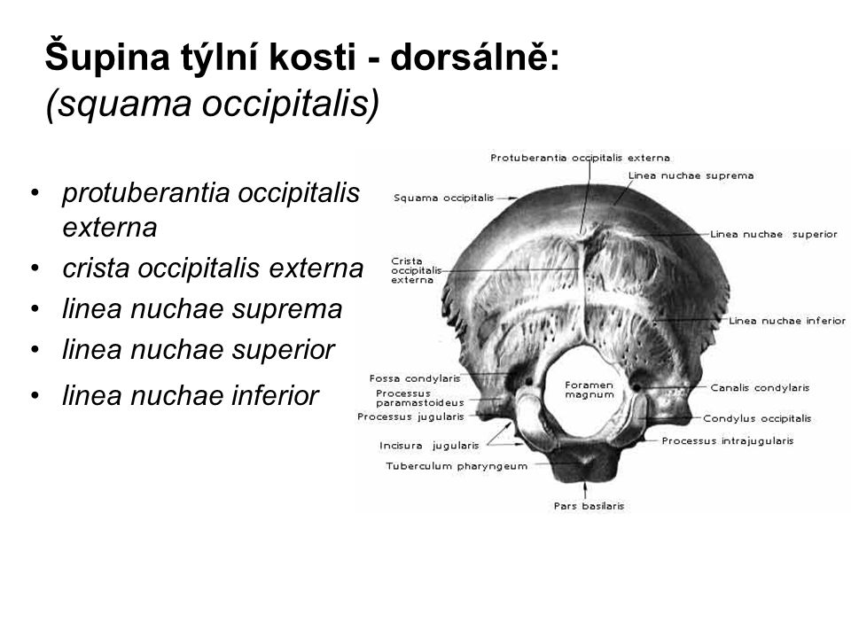 Šupina týlní kosti - dorsálně: (squama occipitalis)