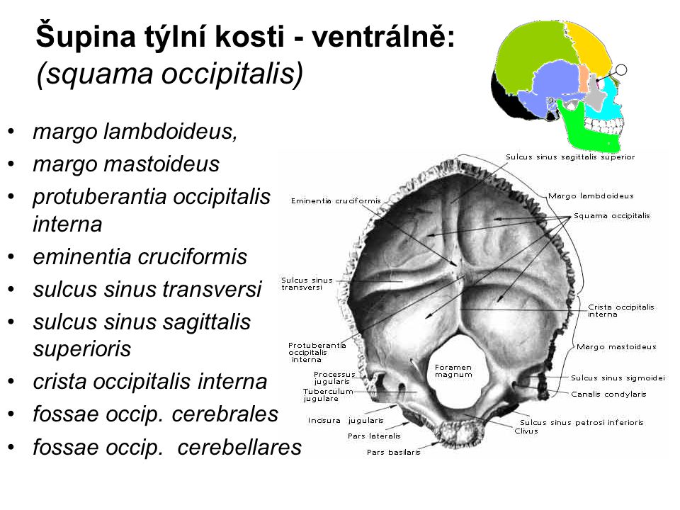 Šupina týlní kosti - ventrálně: (squama occipitalis)