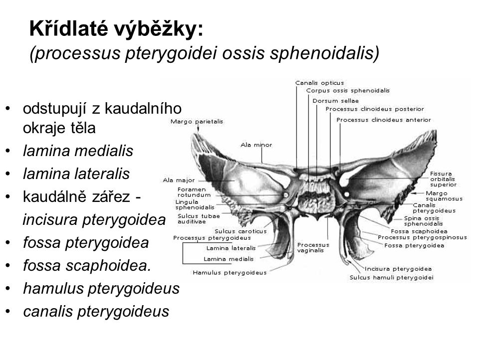 Křídlaté výběžky: (processus pterygoidei ossis sphenoidalis)