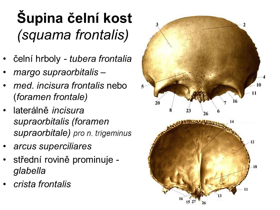 Šupina čelní kosti: (squama frontalis)