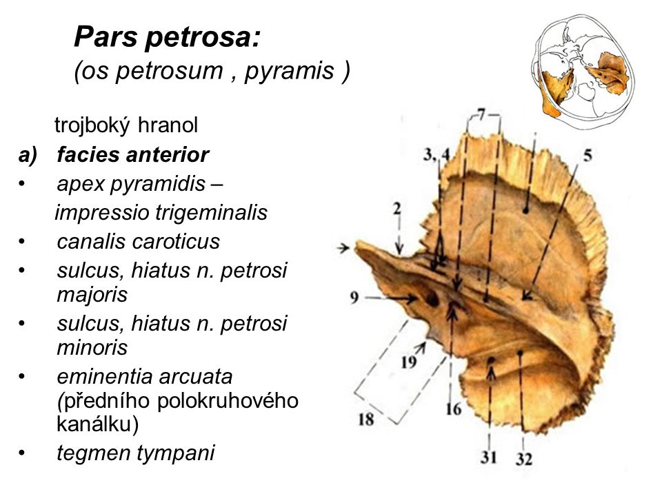 Pars petrosa: (os petrosum , pyramis )