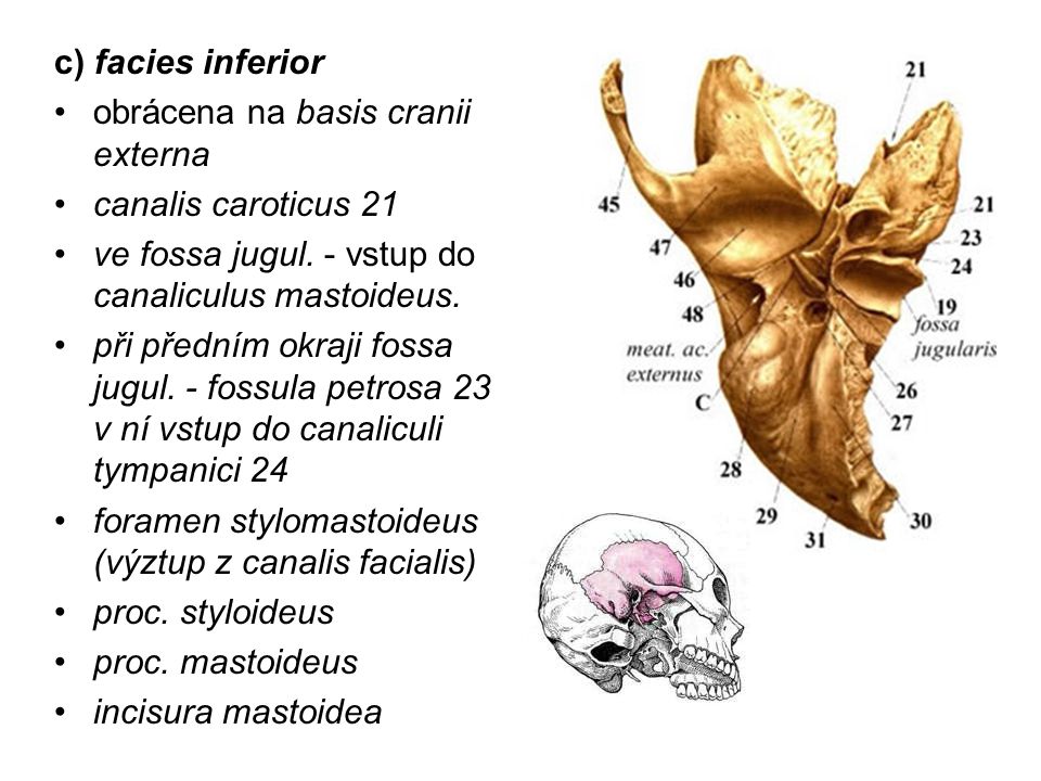 c) facies inferior obrácena na basis cranii externa. canalis caroticus 21. ve fossa jugul. - vstup do canaliculus mastoideus.