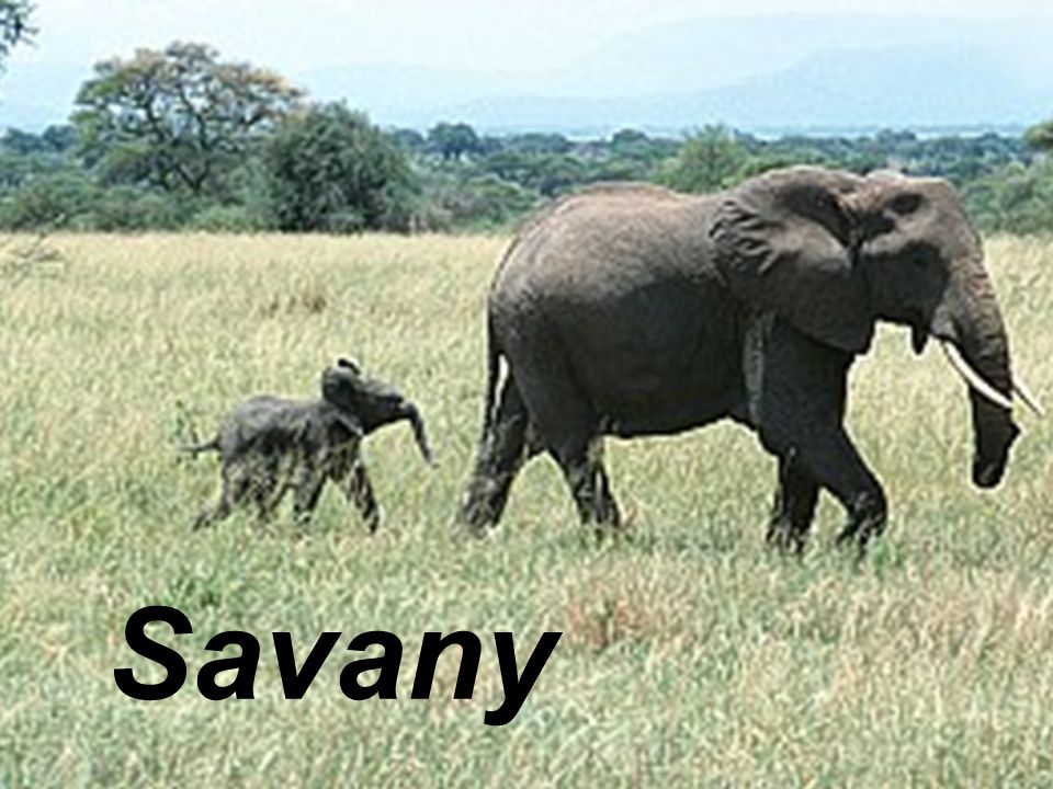 Savany