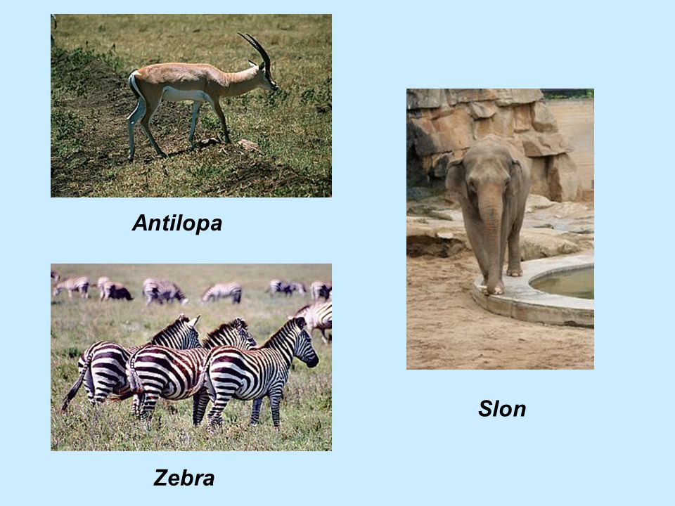 Antilopa Slon Zebra