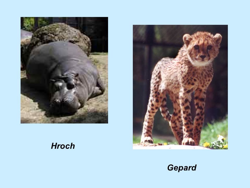Hroch Gepard