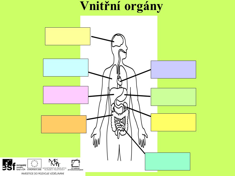 Vnitřní orgány