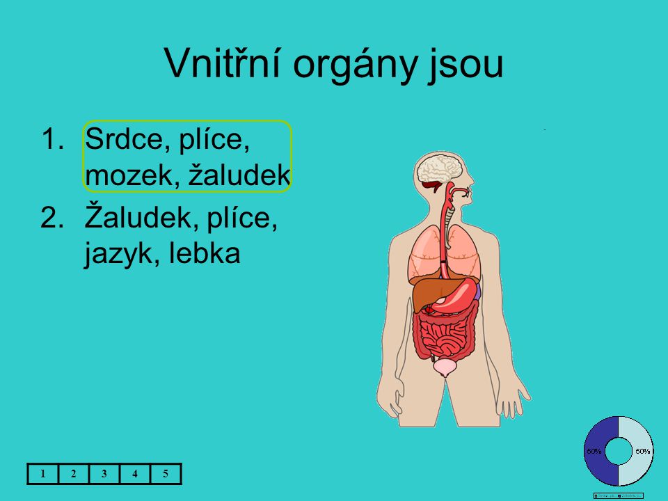 Vnitřní orgány jsou Srdce, plíce, mozek, žaludek