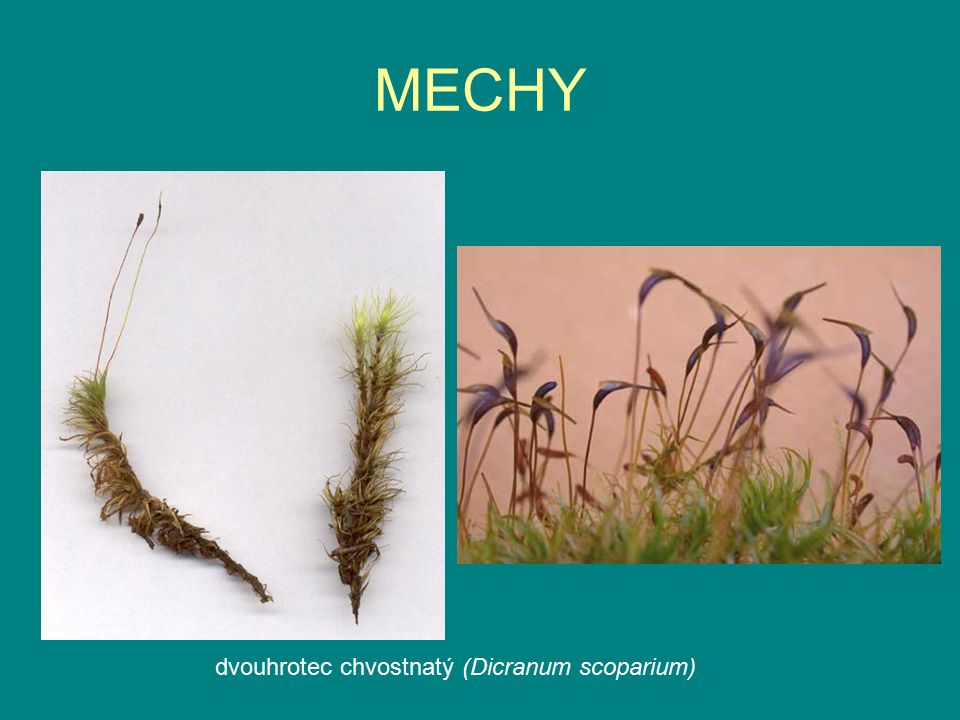 MECHY dvouhrotec chvostnatý (Dicranum scoparium)