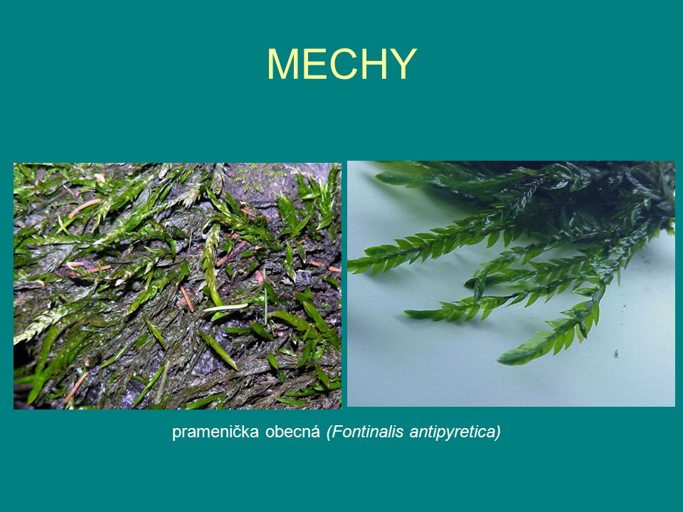 MECHY pramenička obecná (Fontinalis antipyretica)