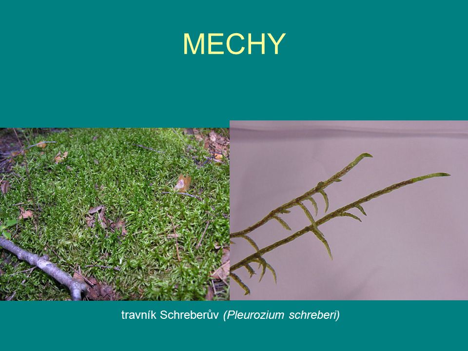 MECHY travník Schreberův (Pleurozium schreberi)