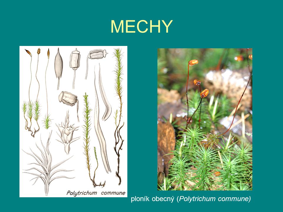 MECHY ploník obecný (Polytrichum commune)