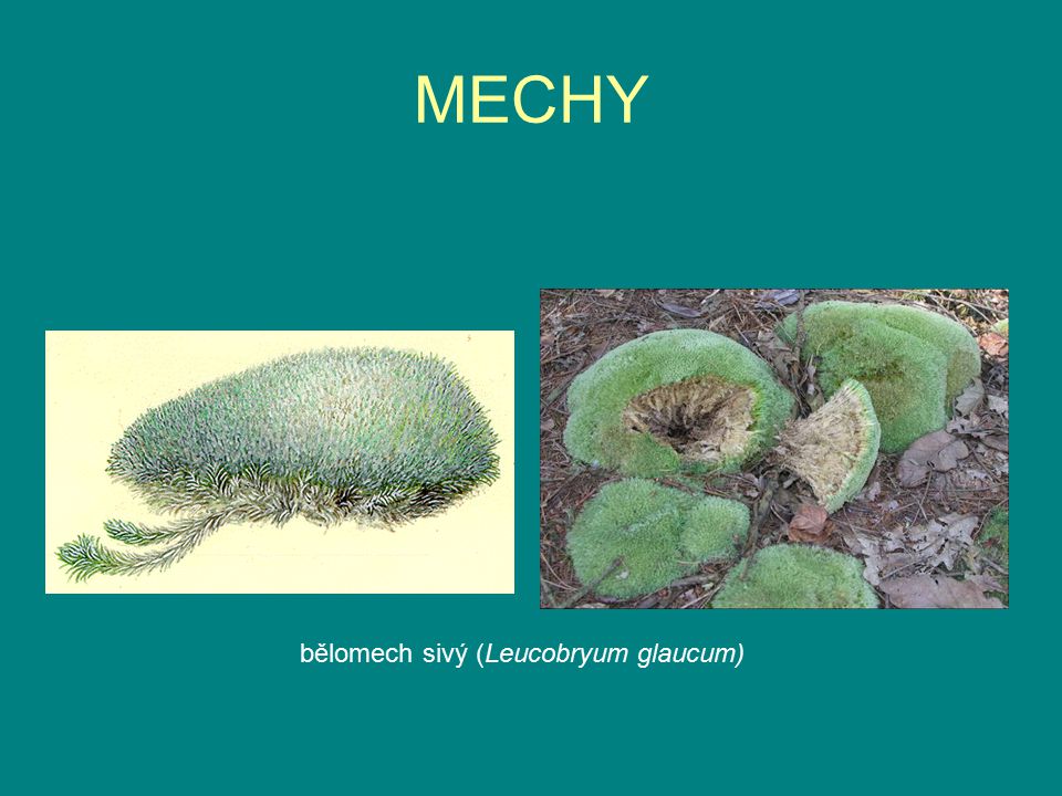 MECHY bělomech sivý (Leucobryum glaucum)