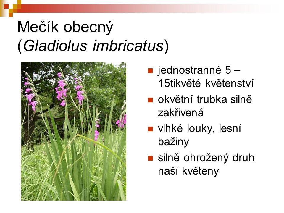 Mečík obecný (Gladiolus imbricatus)