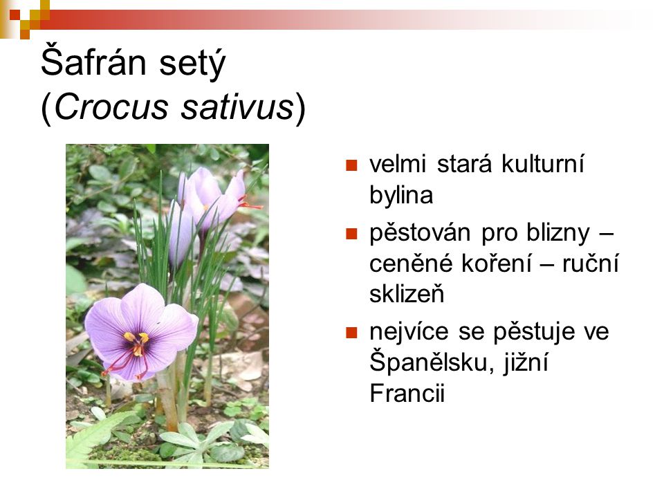 Šafrán setý (Crocus sativus)
