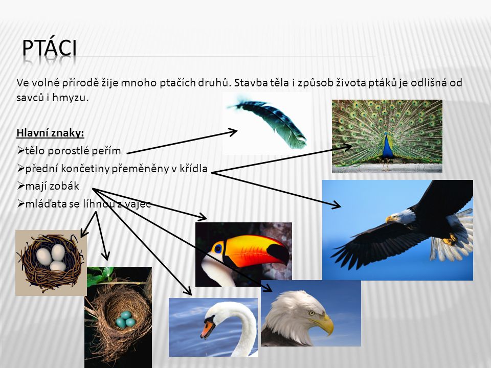ptáci Ve volné přírodě žije mnoho ptačích druhů. Stavba těla i způsob života ptáků je odlišná od savců i hmyzu.