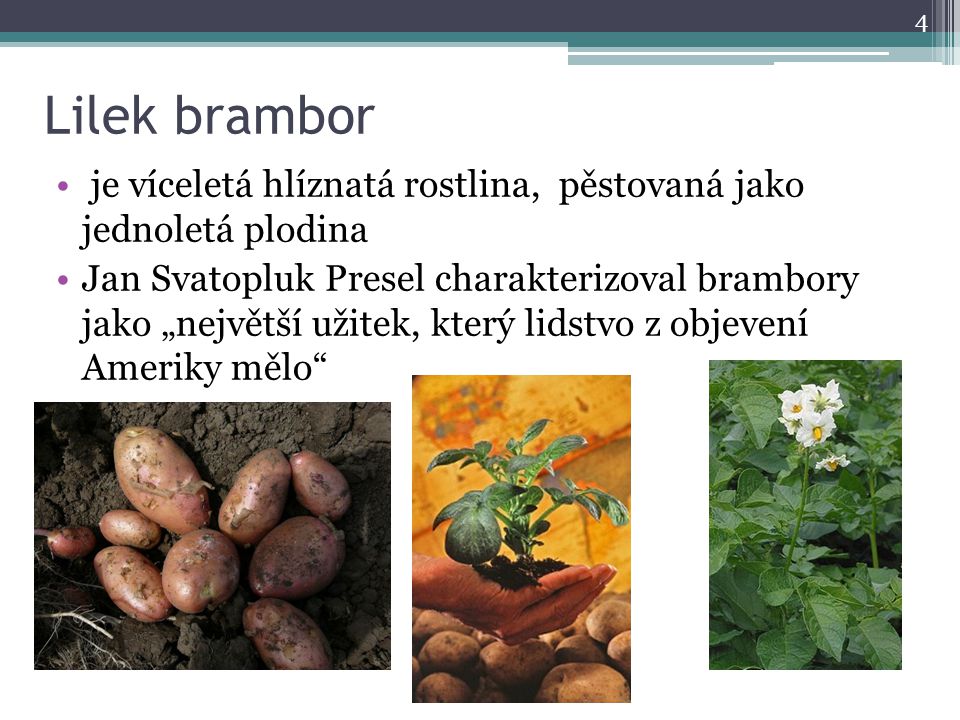 Lilek brambor je víceletá hlíznatá rostlina, pěstovaná jako jednoletá plodina.