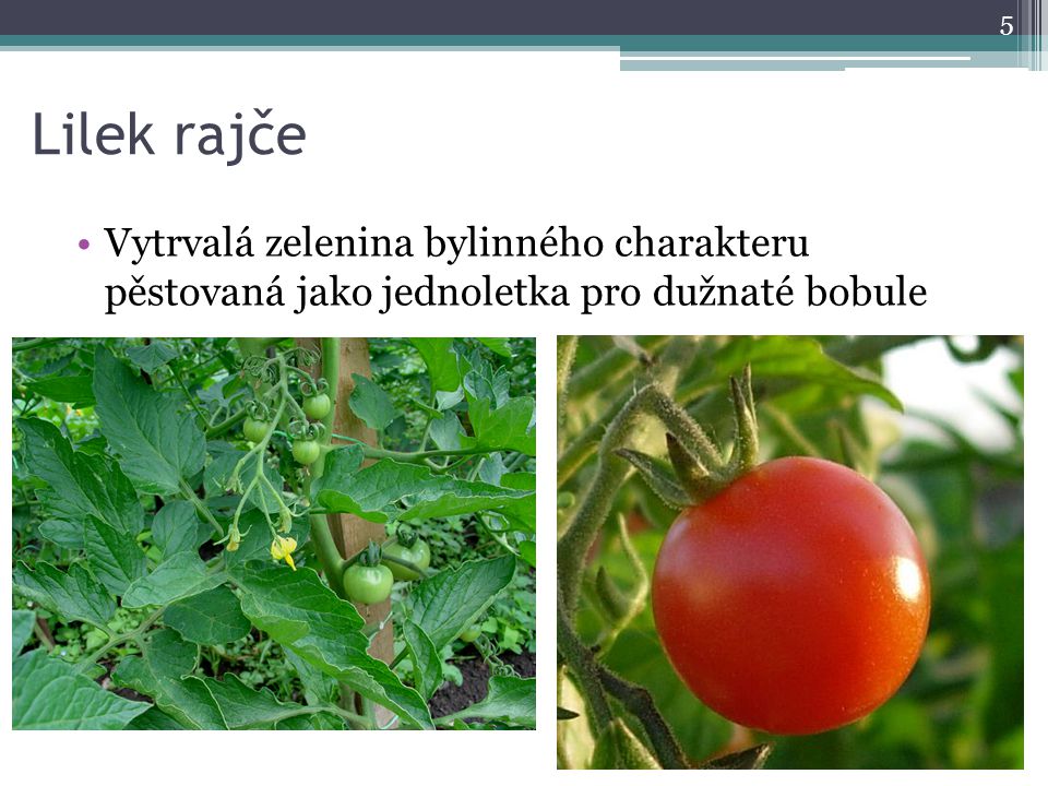 Lilek rajče Vytrvalá zelenina bylinného charakteru pěstovaná jako jednoletka pro dužnaté bobule