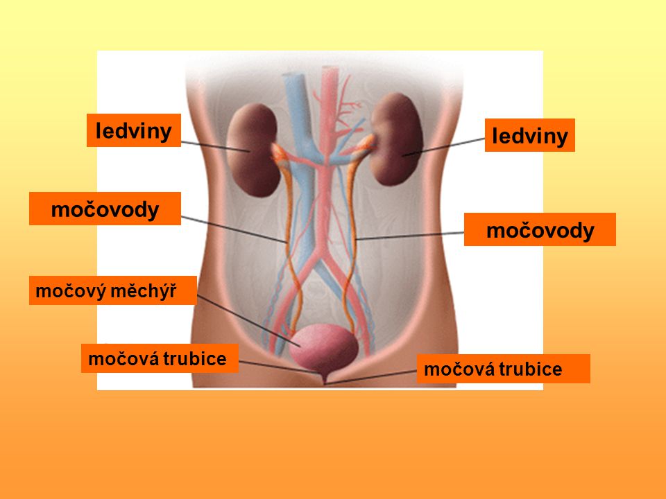 ledviny ledviny močovody močovody
