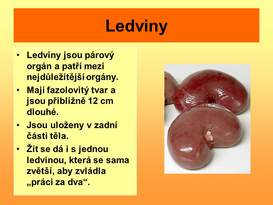 Ledviny Ledviny jsou párový orgán a patří mezi nejdůležitější orgány.