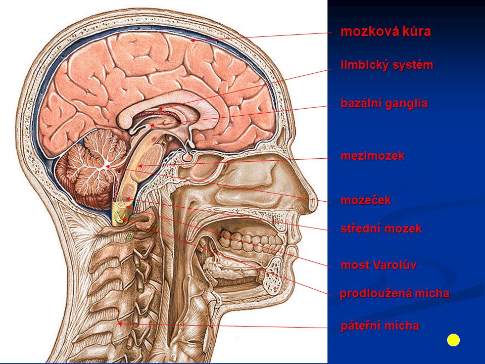 Мозг в черепной коробке. Расположение мозга в черепной коробке. Размещение головного мозга в черепной коробке. Расположение головного мозга в черепе. Мозг человека внутри черепа.