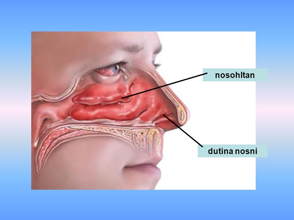 nosohltan dutina nosní