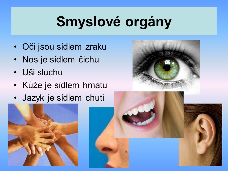 Smyslové orgány Oči jsou sídlem zraku Nos je sídlem čichu Uši sluchu