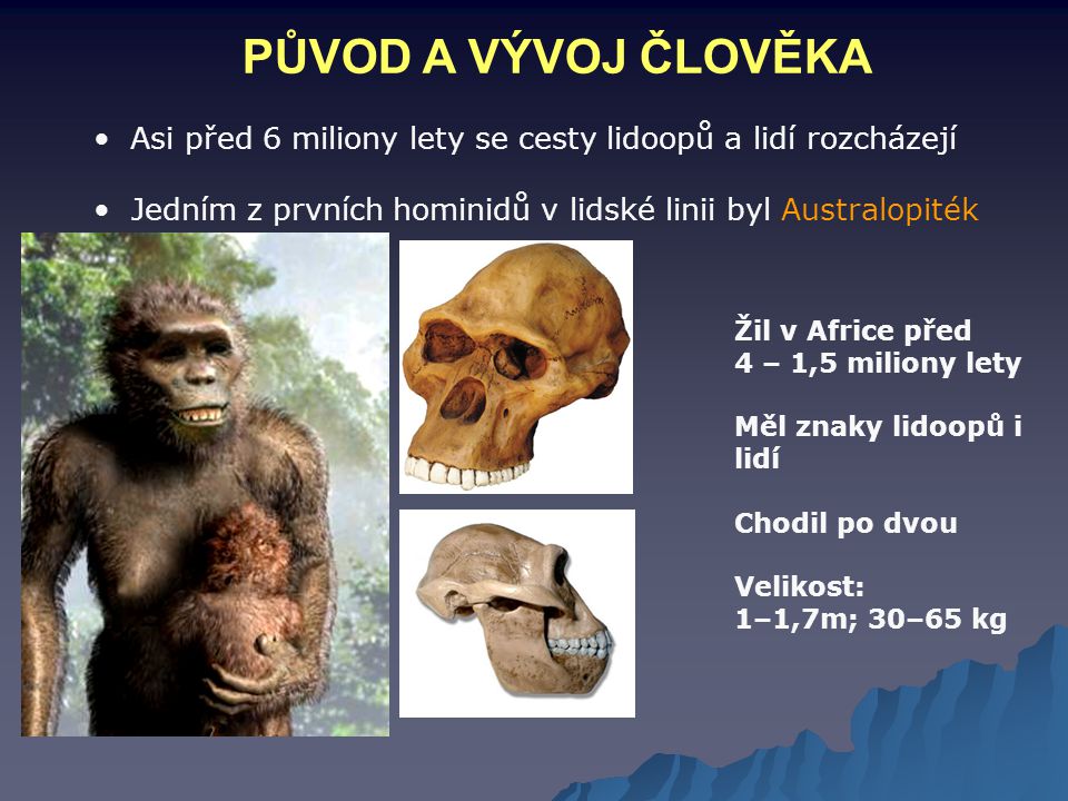 PŮVOD A VÝVOJ ČLOVĚKA Velikost mozkovny: 400 – 520 cm3. Používal jednoduché nástroje. Asi před 6 miliony lety se cesty lidoopů a lidí rozcházejí.