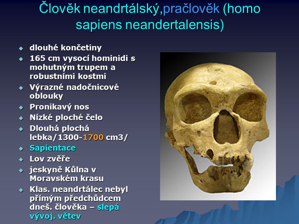 Člověk neandrtálský,pračlověk (homo sapiens neandertalensis)
