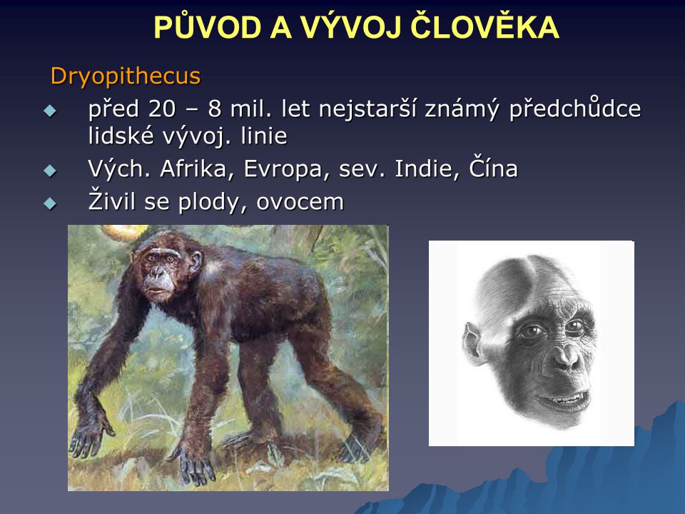 PŮVOD A VÝVOJ ČLOVĚKA Dryopithecus