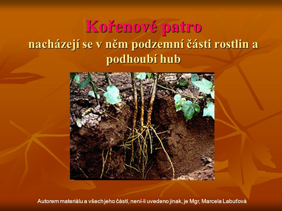 Kořenové patro nacházejí se v něm podzemní části rostlin a podhoubí hub