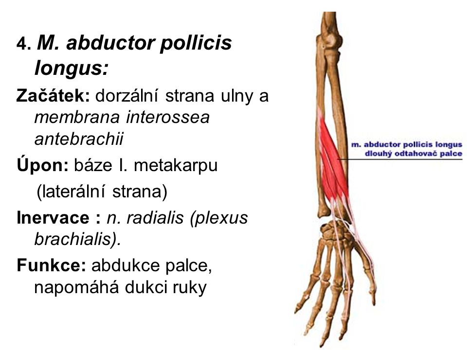 4. M. abductor pollicis longus.