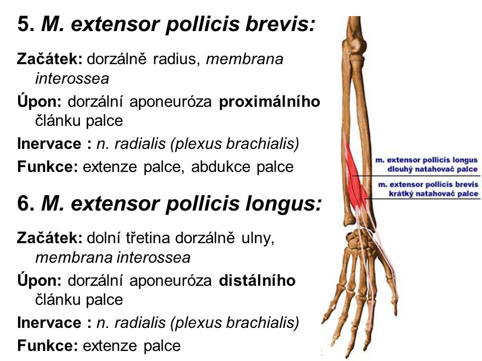 Vita Brevis Penis Longus