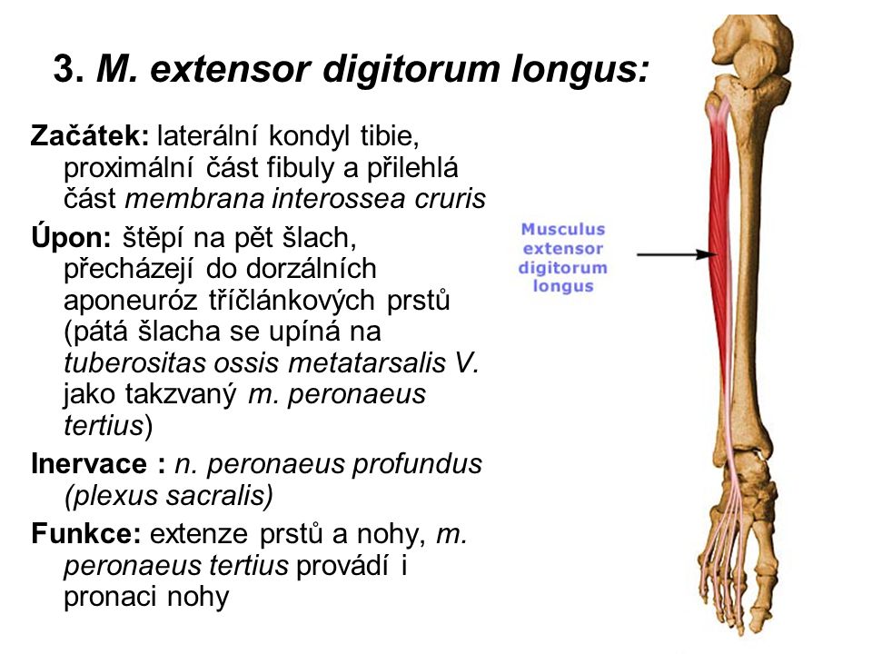 Vita Brevis Penis Longus