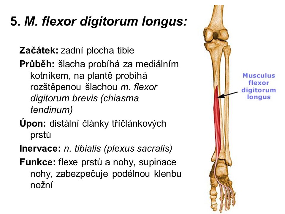 Vita Brevis Penis Longus